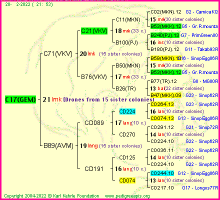 Pedigree of C17(GEM) :
four generations presented
it's temporarily unavailable, sorry!