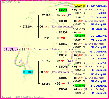 Pedigree of C18(NJU) :
four generations presented