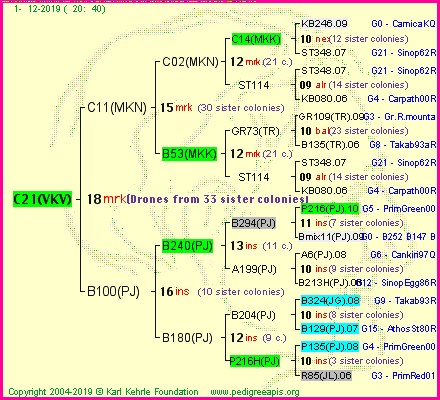 Pedigree of C21(VKV) :
four generations presented
it's temporarily unavailable, sorry!