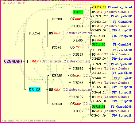 Pedigree of C294(AR) :
four generations presented