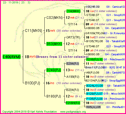 Pedigree of C40(AVM) :
four generations presented
it's temporarily unavailable, sorry!