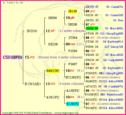 Pedigree of C531(BPD) :
four generations presented