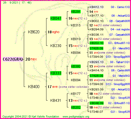 Pedigree of C622(GRA) :
four generations presented
it's temporarily unavailable, sorry!