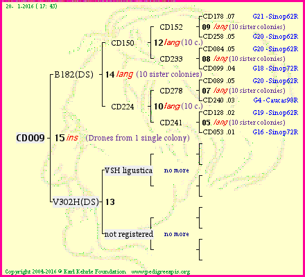 Pedigree of CD009 :
four generations presented