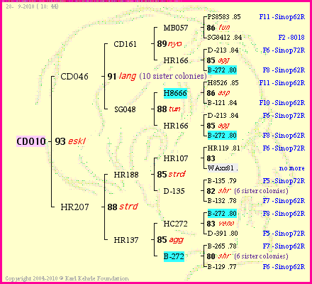 Pedigree of CD010 :
four generations presented