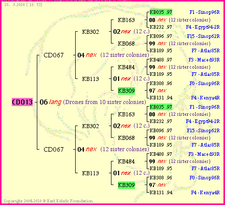 Pedigree of CD013 :
four generations presented