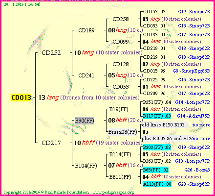 Pedigree of CD013 :
four generations presented