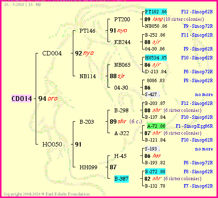 Pedigree of CD014 :
four generations presented