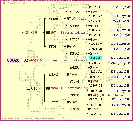 Pedigree of CD020 :
four generations presented