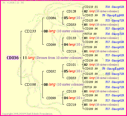 Pedigree of CD036 :
four generations presented