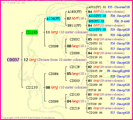 Pedigree of CD037 :
four generations presented