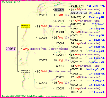 Pedigree of CD037 :
four generations presented