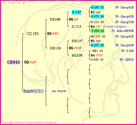 Pedigree of CD042 :
four generations presented