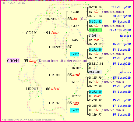 Pedigree of CD044 :
four generations presented