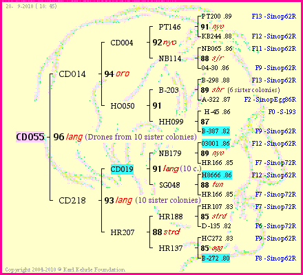 Pedigree of CD055 :
four generations presented