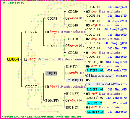 Pedigree of CD064 :
four generations presented