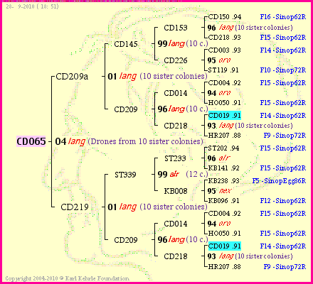 Pedigree of CD065 :
four generations presented