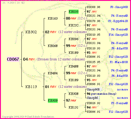 Pedigree of CD067 :
four generations presented
it's temporarily unavailable, sorry!