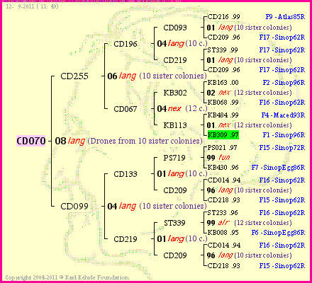 Pedigree of CD070 :
four generations presented