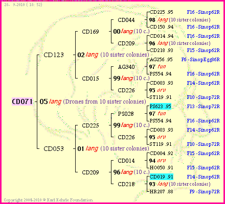 Pedigree of CD071 :
four generations presented