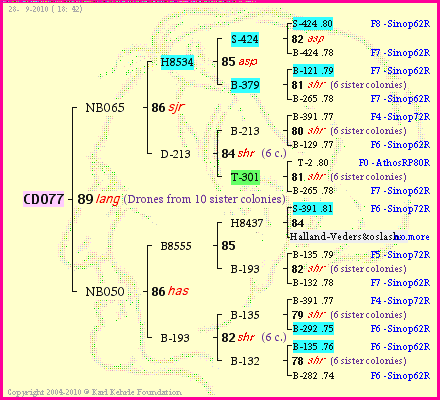 Pedigree of CD077 :
four generations presented