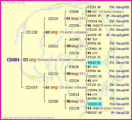 Pedigree of CD084 :
four generations presented