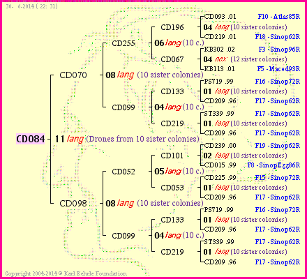 Pedigree of CD084 :
four generations presented