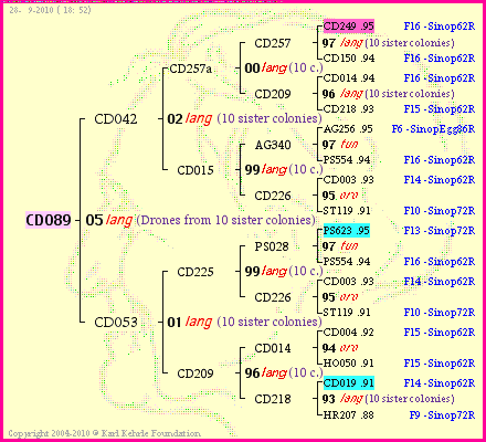 Pedigree of CD089 :
four generations presented