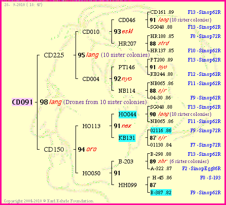 Pedigree of CD091 :
four generations presented