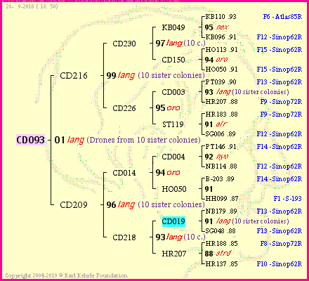 Pedigree of CD093 :
four generations presented