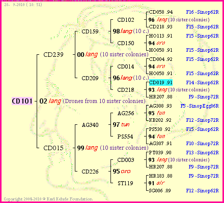 Pedigree of CD101 :
four generations presented