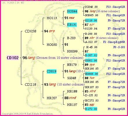 Pedigree of CD102 :
four generations presented