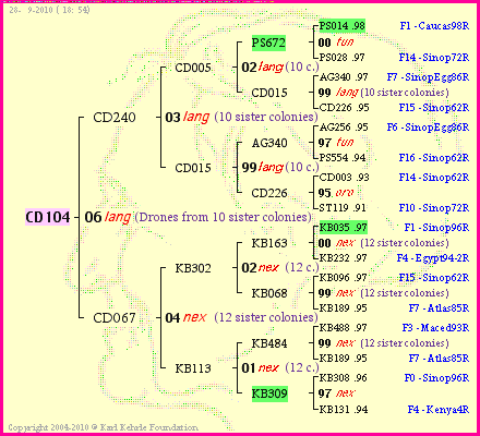 Pedigree of CD104 :
four generations presented