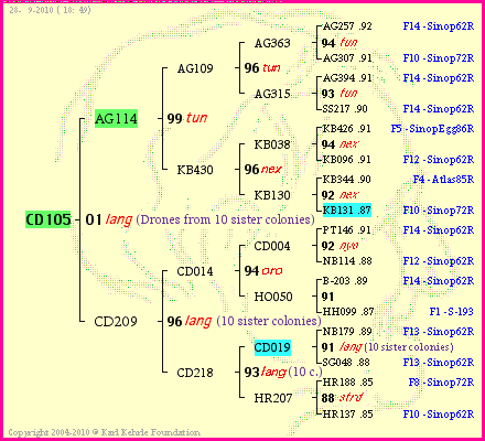 Pedigree of CD105 :
four generations presented