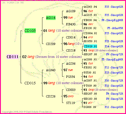 Pedigree of CD111 :
four generations presented