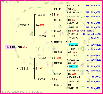 Pedigree of CD115 :
four generations presented