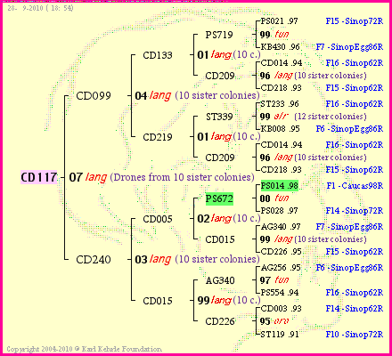 Pedigree of CD117 :
four generations presented