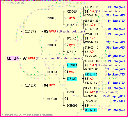 Pedigree of CD124 :
four generations presented