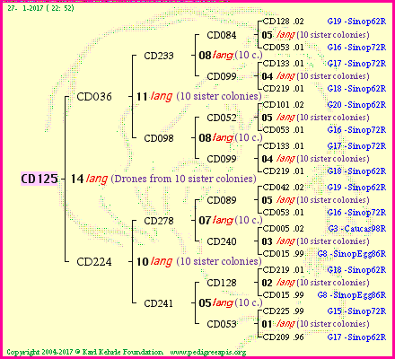 Pedigree of CD125 :
four generations presented