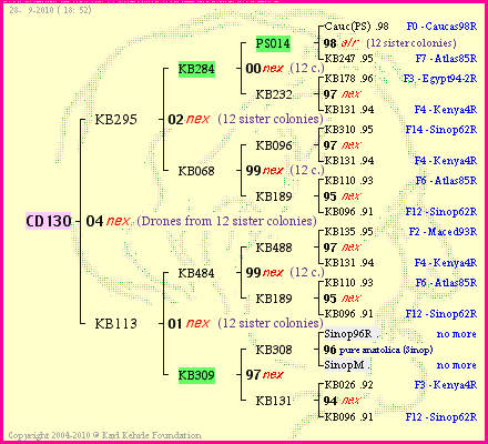 Pedigree of CD130 :
four generations presented