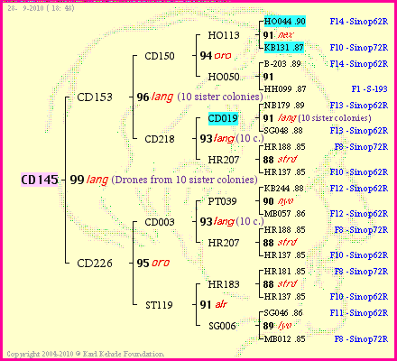 Pedigree of CD145 :
four generations presented