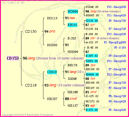 Pedigree of CD153 :
four generations presented