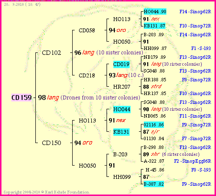 Pedigree of CD159 :
four generations presented