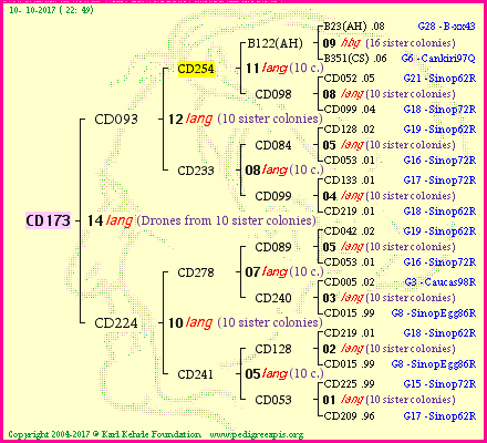 Pedigree of CD173 :
four generations presented