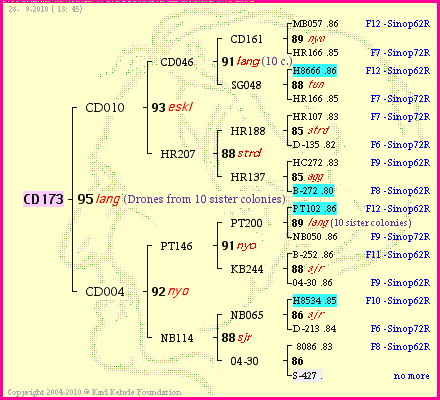 Pedigree of CD173 :
four generations presented