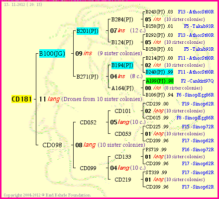 Pedigree of CD181 :
four generations presented