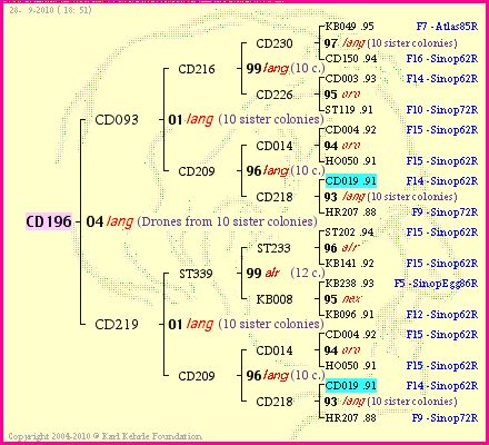 Pedigree of CD196 :
four generations presented