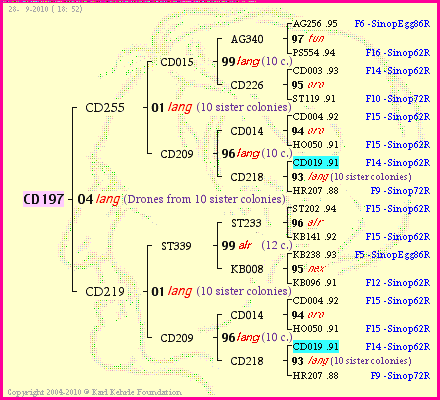 Pedigree of CD197 :
four generations presented