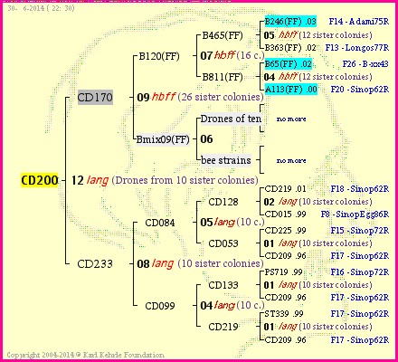 Pedigree of CD200 :
four generations presented