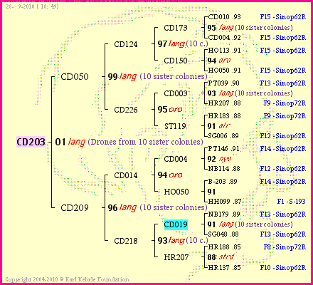 Pedigree of CD203 :
four generations presented